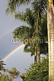 IMAGE OF Wallmonkeys Peel and Stick Wall Decals - Rainbow and Royal Palms - 24