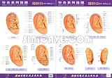 cover of Series Chart of Acupuncture: -EAR NEEDLE (Series Chart of Acupuncture)