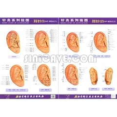 Series Chart of Acupuncture: -EAR NEEDLE (Series Chart of Acupuncture) (Chinese Edition)