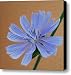 Chicory 1 Canvas Print / Canvas Art - Artist Michael Peychich