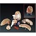 Deluxe 8-Part Brain With Arteries Model