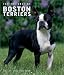 boston_terrier42boston terrier - Boston Terriers For the Love of 2002 Deluxe