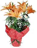 Apricot Asiatic Lily Plant