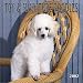 Poodles, Toy and Miniature 2002 Wall Calendar