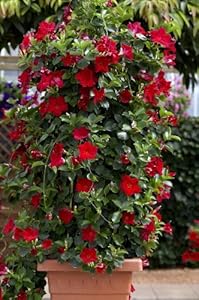 Dipladenia, 14er Topf, 1Stck: Amazon.de: Garten