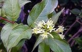 Amazon / Hirts: Perennials; Sun: Copper Bush Honeysuckle Shrub - Diervilla lonicera