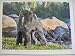 Carol Beuchat Greeting Card Kerry Blue Terrier