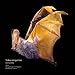 Bats 2017 Wall Calendar: Nature's Nocturnal Superheroes