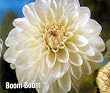 Boom Boom Giant Ball Dahlia- 1 Tuber- Snowy White!