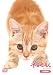 ネコミル 小動物編 [DVD]の画像