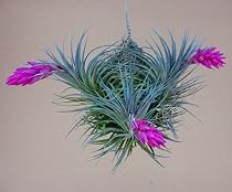 Hanging Neptune Airplant -Tillandsia-For Home/Office...
