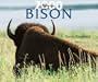 Bison (Millenium 2000 Wall Calendars)