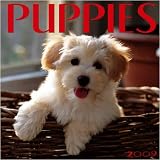 Puppies 2009 Wall Calendar