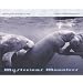 Mysterious Manatees: Photographs by Karen Glaser