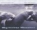 Search : Mysterious Manatees: Photographs by Karen Glaser