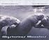 Mysterious Manatees: Photographs by Karen Glaser