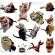 Cat Group Mouse Pad