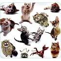 Cat Group Mouse Pad
