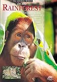 In the rainforest