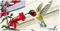 Window Treasures - Hummingbird Art Print - License Plate by Randy McGovern from Airstrike, Inc.