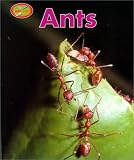  : Ants (Minipets)