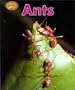 Ants Sb-Minipets
