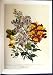 C1991 Ornamental Flowers Antirrhinum Majus Asarina