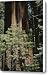 Giant Sequoia Trees Canvas Print / Canvas Art - Artist Marc Moritsch