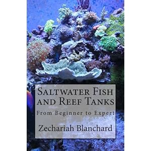 Saltwater Fish and Reef Tanks: From Beginner to Expert