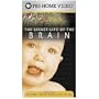 Secret Life of Brain: Baby's & Wider [VHS]