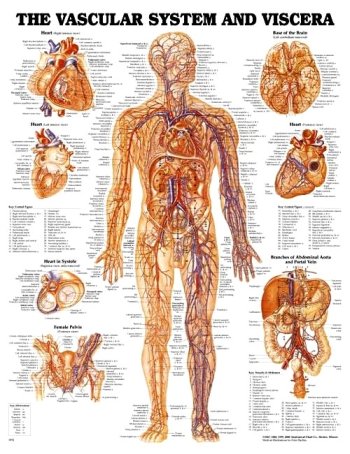 Vascular System and Viscera Anatomical Chart Laminated