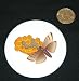 3 button / pin printed with honey, comb, insect, wax, greater, apiary, pest, moth, bee