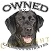 Labrador Retriever BLACK Owned By Adult T Shirt