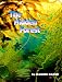 The Hidden Forest (Library Binding)