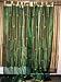 Organza Sheers-2 Green Organza Embroidered Sari Curtains Drapes Panel 92