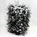 Intense Black and White iPod Case by HotRomz