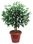 Amcor AM-70 Ficus Tree Air Purifier