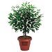 Amcor AM-70 Ficus Tree Air Purifier