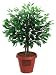 Related Amcor AM-70 Ficus Tree Air Purifier Image