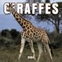 Giraffes 2004 Calendar