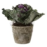 Winter-Rose and Green Kale Plant