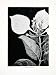 1906 Print Mussaenda Isertiana Flower Plant Liberia Africa Harry H. Johnston Art - Original Halftone Print