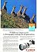 Canon Camera Nilgiri Tahr(wild Goat) 1982