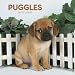Puggles 2007 Calendar