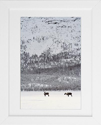 Animal Photography - 'Two Reindeer' - Fine Art Nature and Landscape Photography Print by Sophie Takes Photos
