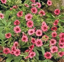 Miss Willmott Cinquefoil Potentilla 8 Plants - Potentilla