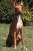 Wisely Pharaoh Dog Sitting in the Summer Garden - 36