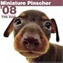 Miniature Pinscher 2008 Square Wall Calendar (German, French, Spanish and English Edition)
