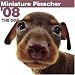 Miniature Pinscher 2008 Square Wall Calendar (German, French, Spanish and English Edition)