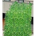 緑のカーテン5m吊下げタイプ幅180cm[幅180cm、高さ5m]